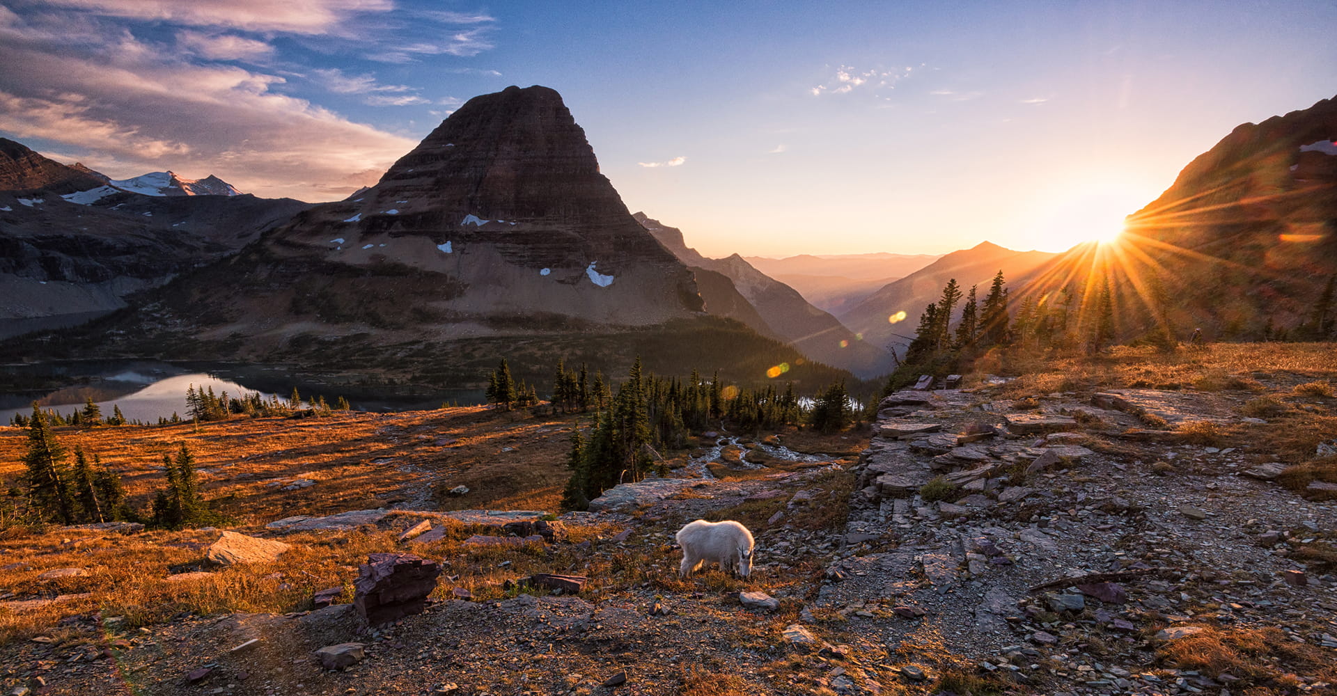 Mountain goat sunrise